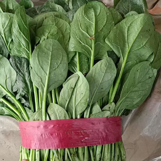 邯郸河北邯郸产地货源新鲜采摘菠菜