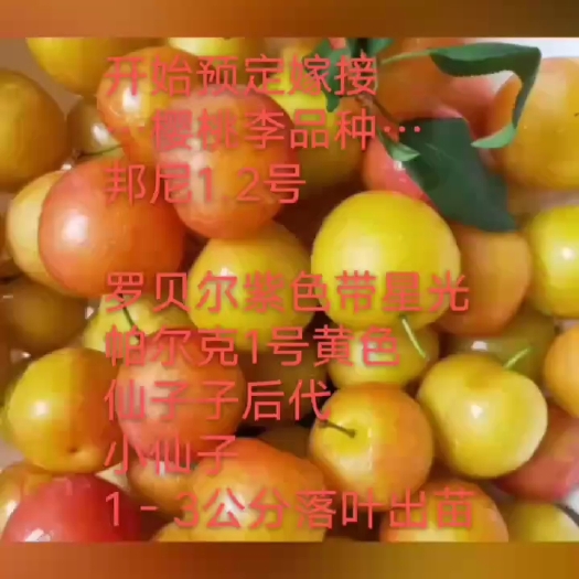 巴中邦尼1.2号樱桃李苗，仙子樱桃李，罗贝尔，仙子后代，大果仙子
