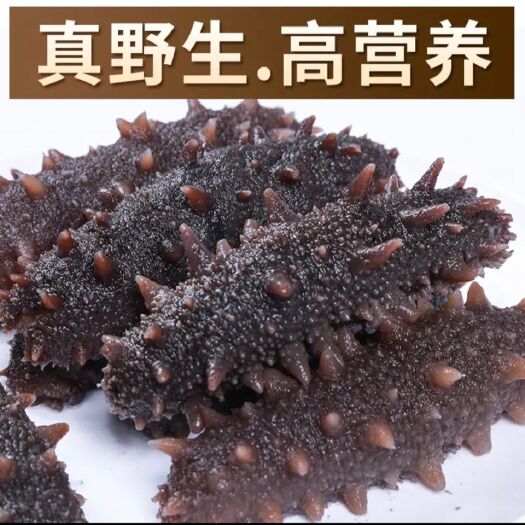 霞浦县霞浦海参水鬼捕摸海参白煮海参化海参