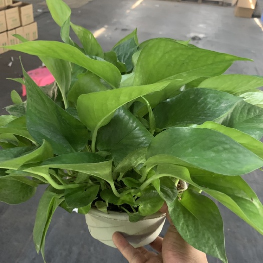 佛山绿植盆栽绿萝，约55珠