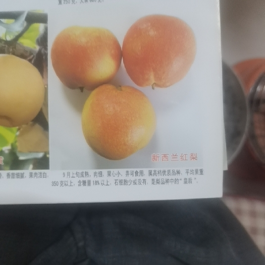 魏县新西兰，红梨树苗