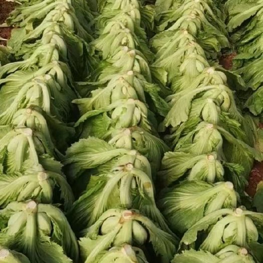 嵩明县云南芥菜产地直销，代办。