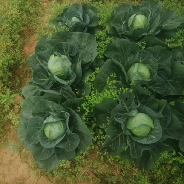 广西圆包菜，甘蓝包菜，万亩基地上市，有需要的老板可以联系我