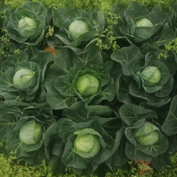 广西圆包菜，甘蓝包菜，万亩基地上市，有需要的老板可以联系我