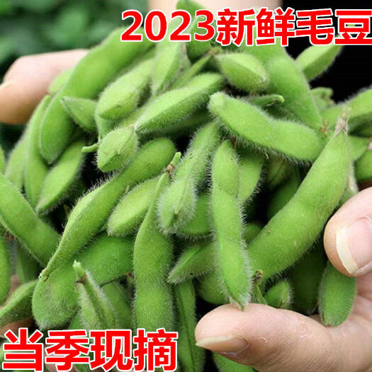 万载县2022现摘新鲜带壳毛豆当季饱满大青豆时令毛豆角农家自种应季