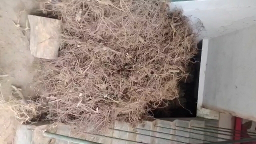 昭平县白花牛奶根