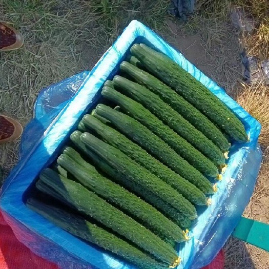 元谋县元谋刺黄瓜大量上市中质量保证可发全国各地