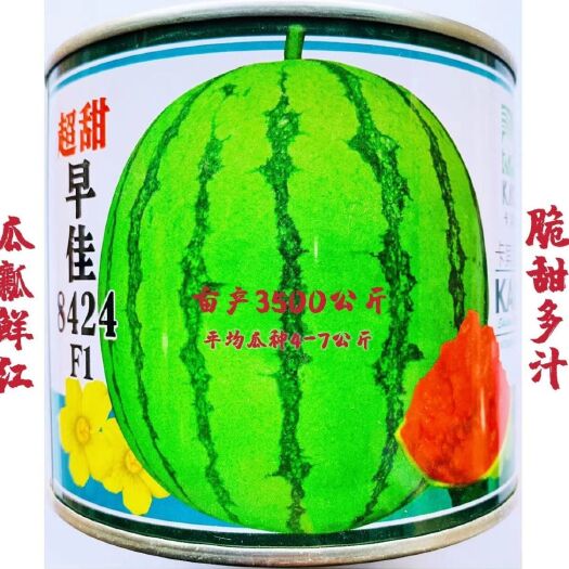 F1早佳8424冰糖西瓜种子大户用种早熟麒麟瓜新疆西瓜种子大