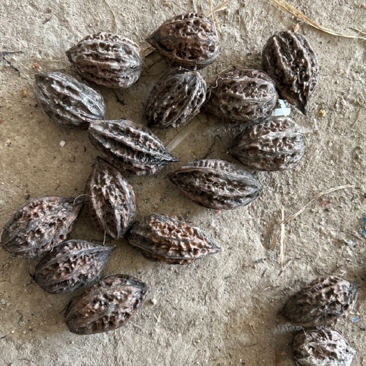 长春山核桃