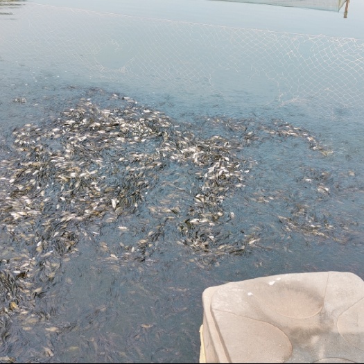 重庆市花白鲢鱼苗