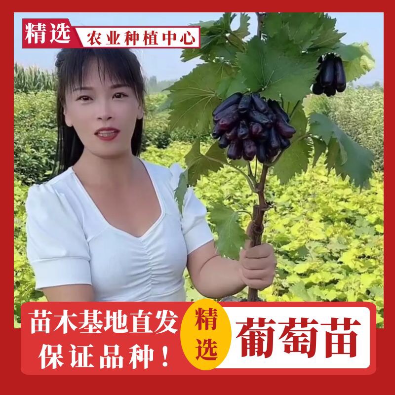 枣庄蓝宝石葡萄苗 甜蜜蓝宝石葡萄苖新品种特大葡萄果树苗南北方种
