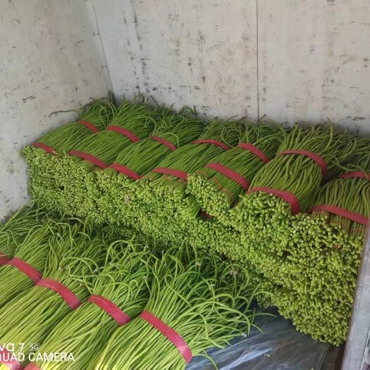 邯郸长豆角，长度在60到70左右，无爆豆，颜色绿，无虫眼，