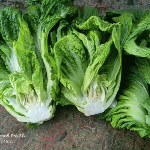 嵩明县云南芥菜产地直供。常年供应，支持代办。