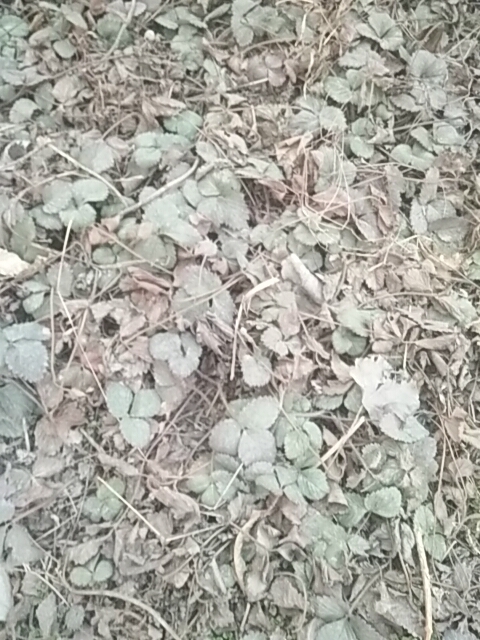 滑县草莓苗，奶油大果草莓苗，味道好果大。有需要的联系我