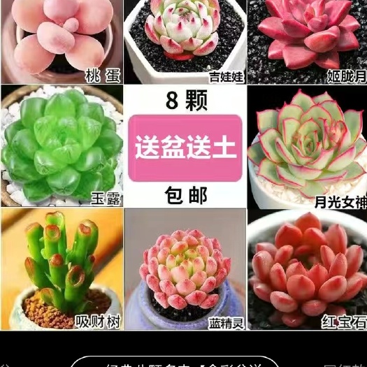 精选多肉植物组合玉露桃蛋 红宝石 绿植花卉室内小盆栽 多肉批