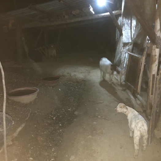 永顺县跑山羊，
