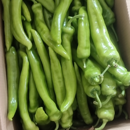 邯郸尖椒，支持，超市，市场，电商，平台，食堂