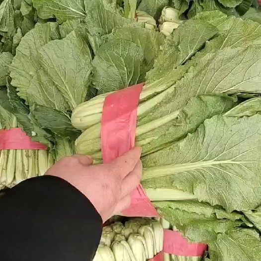 邯郸小白菜，无虫眼，颜色绿，高度在30公分