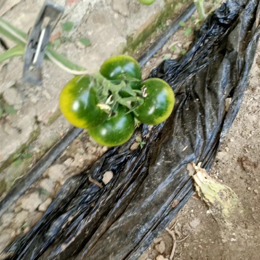 天津草莓西红柿，