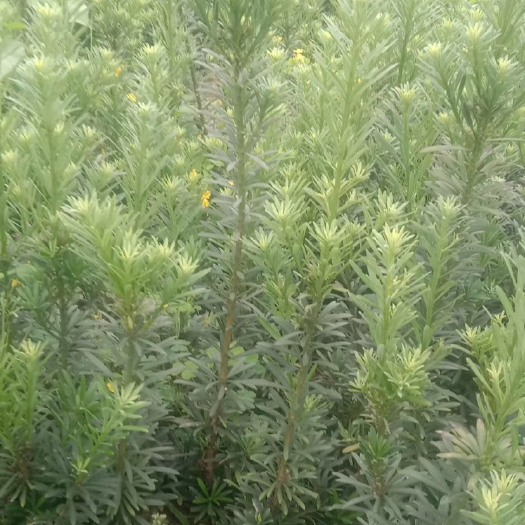 荔浦市罗汉松苗