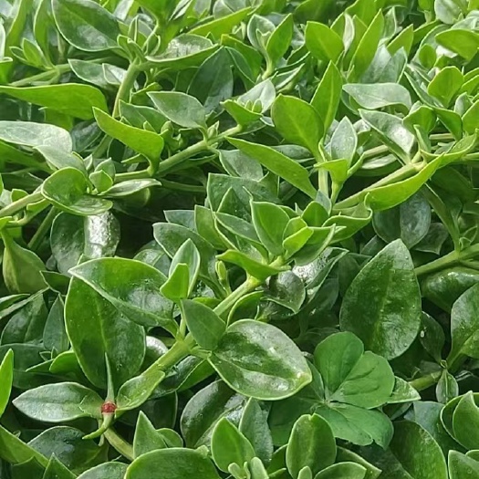 自家有大棚60 亩地种紫背(费菜)田七菜 紫苏菜 欢迎老板来