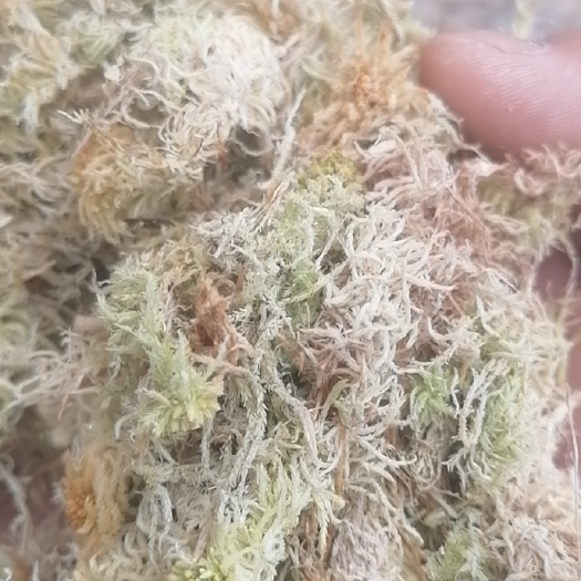 水苔