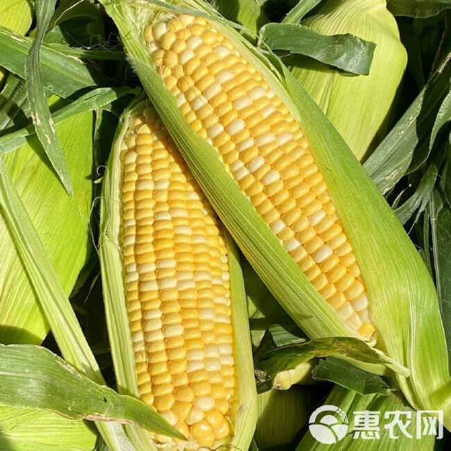 水果玉米  花超全年供应云南现摘现发  专业一件代发5斤9斤