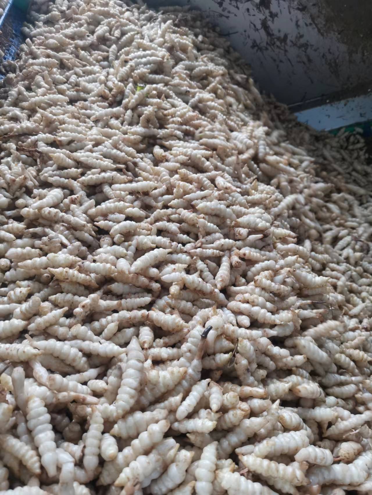 螺丝菜