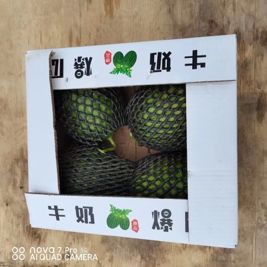 砀山县早春红玉