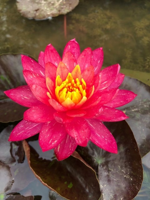 安新县睡莲，丰花大花型！