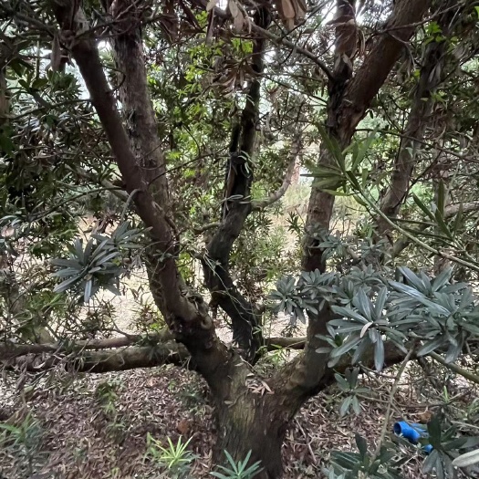 广州贵妃罗汉松10-16公分批货120条