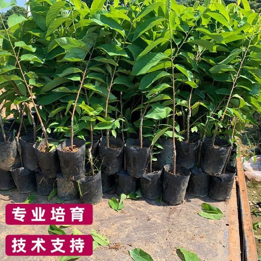 长沙释迦果苗