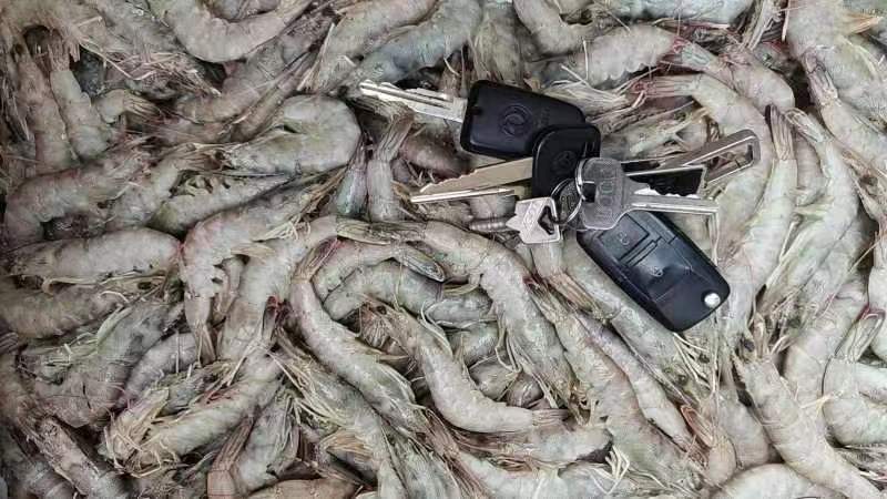 如东县鲜活冻虾