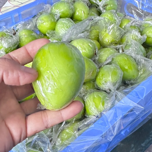 平南县广西平南县大青枣，蜜丝枣，牛奶枣，万亩青枣基地大量上市