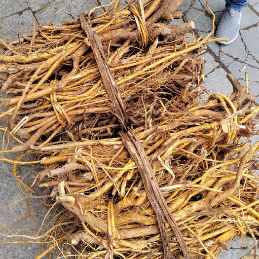 荔浦市广西五指毛桃生鲜统货，椰香味足，一手货源，包邮到家