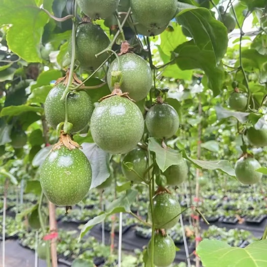 灵山县钦密九号黄金百香果嫁接苗