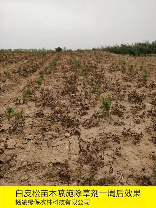 惠尔乙氧氟草醚针叶苗木除草剂、苗圃除草剂、松树柏树杉木除草剂