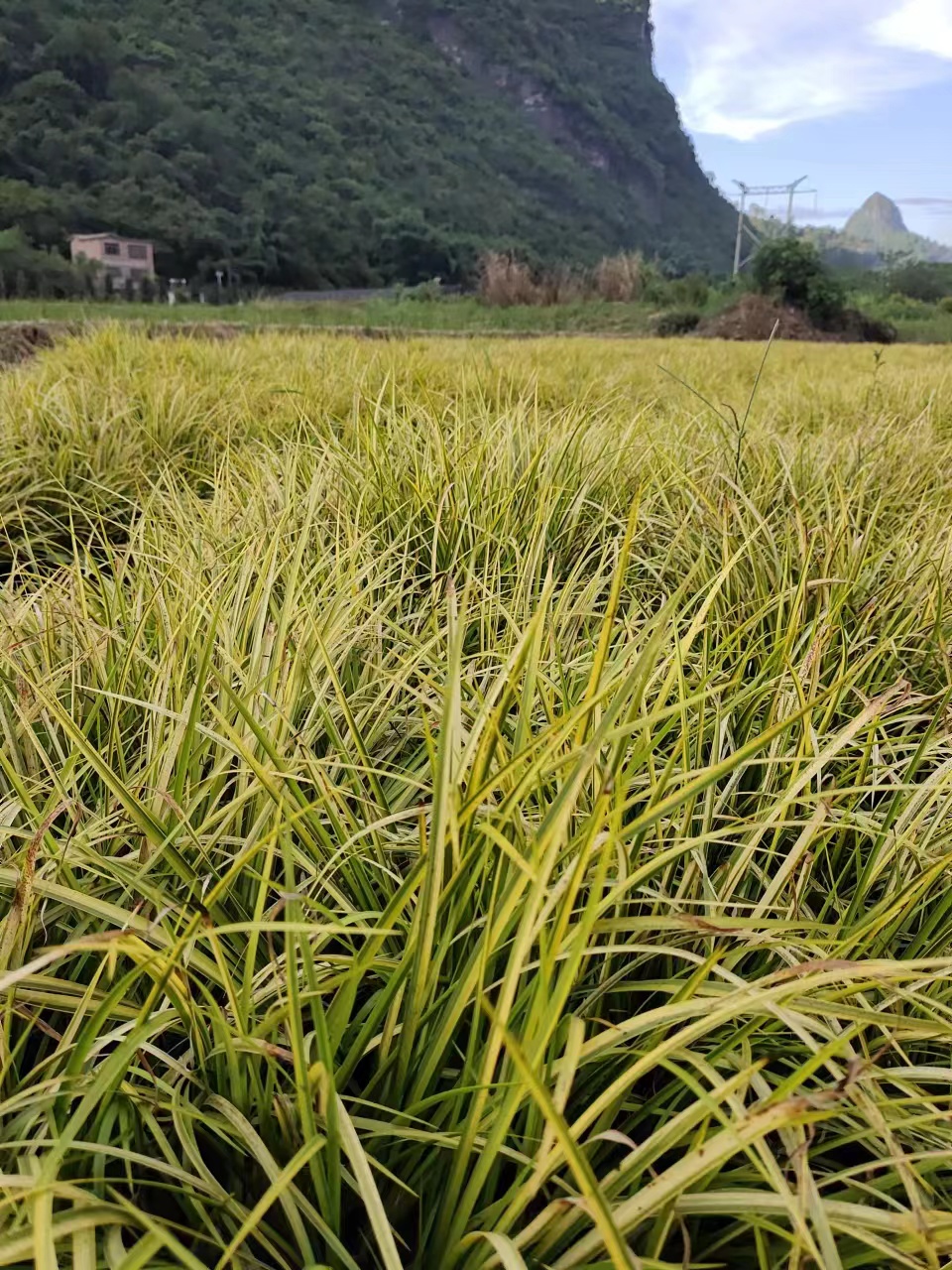 自家种植金叶石菖蒲地苗优惠出售