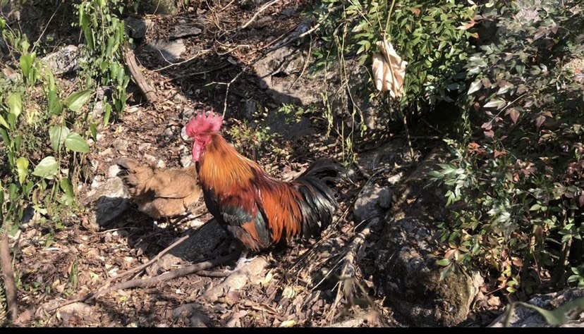 独山县贵州老房山珍土鸡，肉质鲜美独特劲道而不柴，回味无穷，源自天然