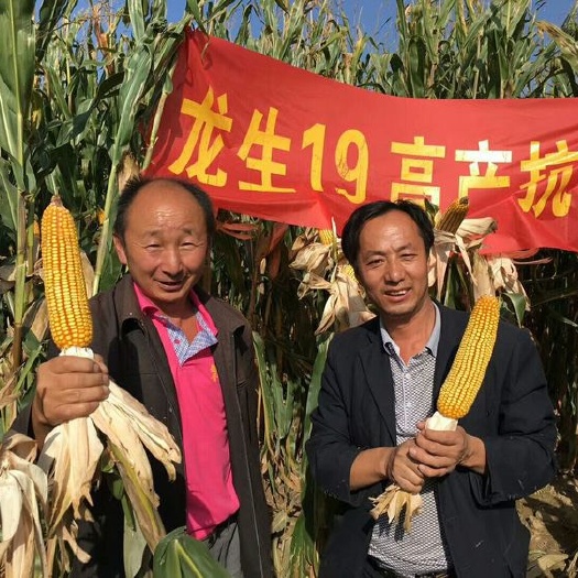 龙生19  大棒  大粒  大丰收  抗性高  产量高