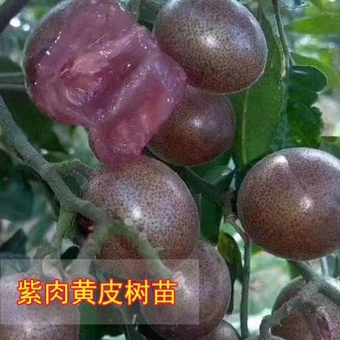 灵山县紫肉黄皮苗，新品种正品紫肉黄皮苗 带杯带叶包邮