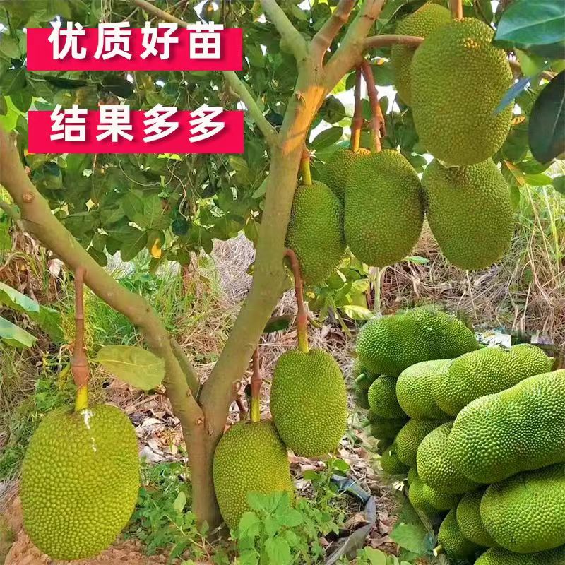 红肉菠萝蜜苗 马来西亚一号菠萝蜜泰国红肉菠萝蜜苗苗