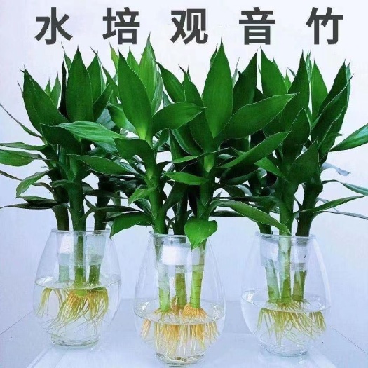 郑州水培观音竹富贵竹室内绿植办公室客厅卧室四季好养盘栽净化空气