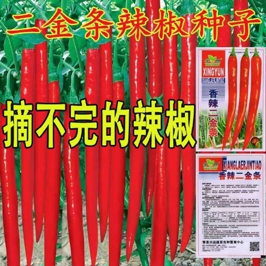辣椒种子香辣二荆条辣椒种子8819线椒种籽阳台盆栽蔬菜种孑