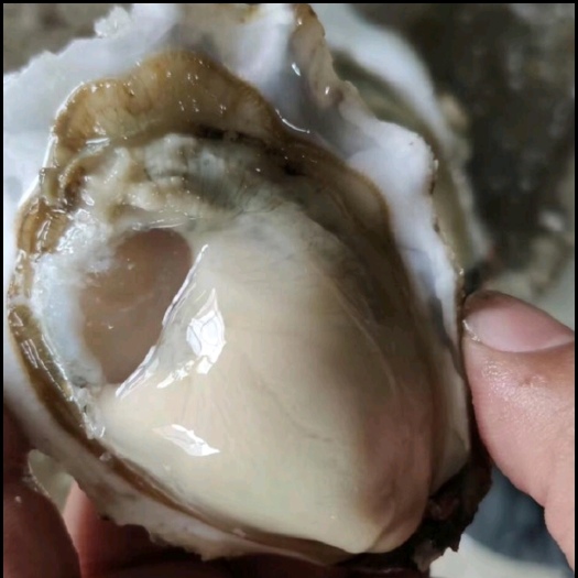 兴城市牡蛎 鲜活肥美 海鲜原产地生蚝 渤海湾产地直发
