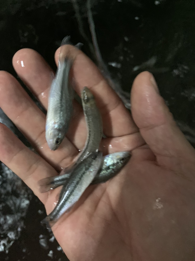 翘嘴鱼苗，场地自己培育品种，生长速度快，肉质鲜嫩，成活率高。