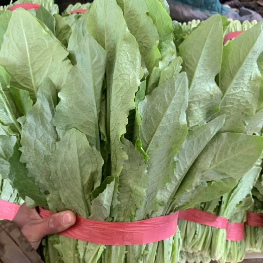 邯郸油麦菜，