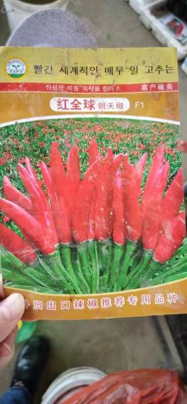 南昌辣椒苗，茄子苗，各种苗