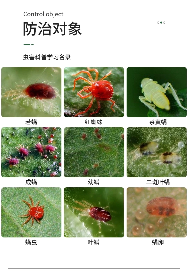 阿维螺螨酯 红蜘蛛 黄蜘蛛 白蜘蛛 成螨 卵果树蔬菜