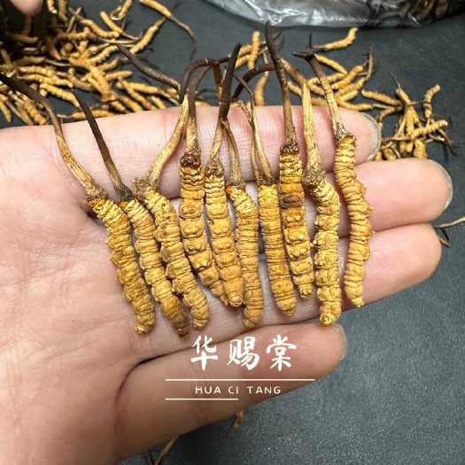 西宁繁育冬虫夏草俗称半冬虫夏草林下虫草相似度99.99%